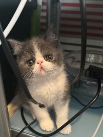 kittens Exotische korthaar beschikbaar voor biedingen