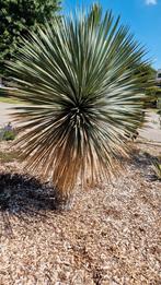 Yucca Rostrata, Ophalen