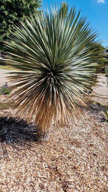 Yucca Rostrata beschikbaar voor biedingen