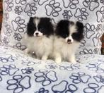 Keeshond pups dwergkeesjes, Keeshond, 15 weken tot 1 jaar, Buitenland, CDV (hondenziekte)