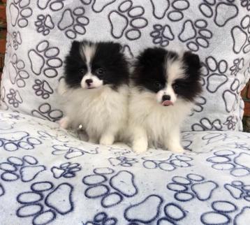 Keeshond pups dwergkeesjes  beschikbaar voor biedingen