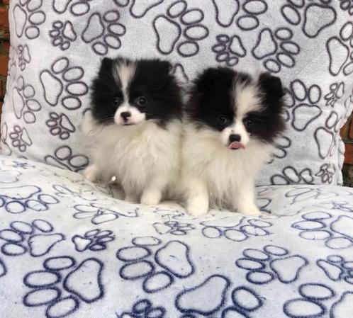 Keeshond pups dwergkeesjes, Dieren en Toebehoren, Honden | Poolhonden, Keeshonden en Oertypen, Meerdere dieren, Keeshond, Fokker | Professioneel