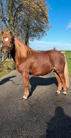 Waanzinnig brave kinderpony, Dieren en Toebehoren, L, B pony (1.17m tot 1.27m), 11 jaar of ouder, Recreatiepony