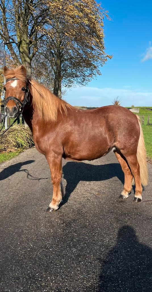 Waanzinnig brave kinderpony, Dieren en Toebehoren, Pony's, Merrie, L, B pony (1.17m tot 1.27m), Recreatiepony, 11 jaar of ouder