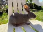 Duitse en vlaamse reuzen, Dieren en Toebehoren, Meerdere dieren, Groot, 0 tot 2 jaar