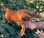 Haantje Leghorn buff, Dieren en Toebehoren, Pluimvee