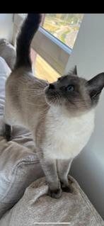 Siamois 1 ans femelle a adopter, Cd's en Dvd's, Cd's | Overige Cd's, Ophalen of Verzenden