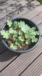 Macleaya cordata Pluimpapaver, Tuin en Terras, Planten | Tuinplanten, Ophalen