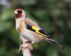 Distelvinken, Dieren en Toebehoren, Vogels | Overige Vogels, Wildzangvogel, Geringd