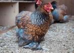 GEZOCHT Cochin kriel hen goudblauw gezoomd, Dieren en Toebehoren, Pluimvee