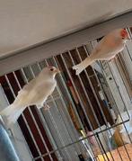 Koppel barmsijzen 2025, Dieren en Toebehoren, Vogels | Overige Vogels