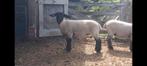 Suffolk ooilammeren, Dieren en Toebehoren, Schapen, Geiten en Varkens