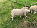Ram verkopen, Dieren en Toebehoren, Schapen, Geiten en Varkens, Mannelijk, Schaap, 3 tot 5 jaar