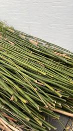 GRATIS bamboestokken, Tuin en Terras, Ophalen, Bamboe, 250 cm of meer