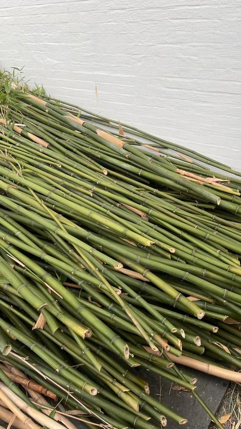 GRATIS bamboestokken, Tuin en Terras, Planten | Struiken en Hagen, Bamboe, 250 cm of meer, Ophalen