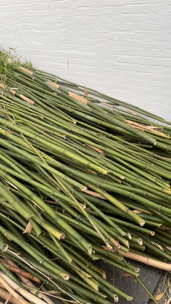 GRATIS bamboestokken, Tuin en Terras, Planten | Struiken en Hagen, Bamboe, 250 cm of meer, Ophalen
