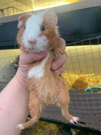 Rex beertje Creme Bont Agouti 4 weekjes, Dieren en Toebehoren, Knaagdieren, Cavia, Mannelijk, Tam, September