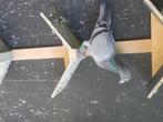 Kweekduiven te koop, Dieren en Toebehoren, Vogels | Duiven, Meerdere dieren, Postduif
