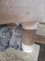 Britse korthaar kittens, Dieren en Toebehoren, Katten en Kittens | Raskatten | Korthaar, Meerdere dieren, Gechipt, 0 tot 2 jaar
