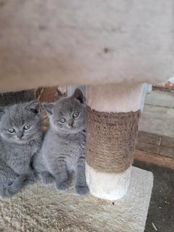 Britse korthaar kittens  beschikbaar voor biedingen