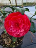 Camelia Principessa Baciocchi ca. 100 cm, Ophalen of Verzenden, Overige soorten, Struik, Minder dan 100 cm