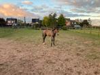 Hengstenveulen, Dieren en Toebehoren, Paarden, Springpaard, 0 tot 2 jaar, Hengst, Onbeleerd