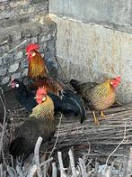 Broedeieren Leghorn goudpatrijs, Dieren en Toebehoren, Pluimvee, Meerdere dieren, Kip