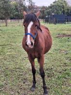 Pony merrie, Dieren en Toebehoren, Hengst