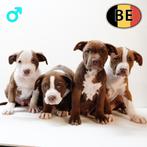 Sterke American Staffordshire Terrier puppy’s te koop, Dieren en Toebehoren, België, Handelaar, CDV (hondenziekte), 8 tot 15 weken