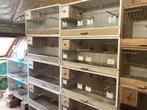 20 Kweekkooien tekoop 10€ het stuk, Ophalen, Gebruikt, Hout, Broedkooi of Kweekkooi