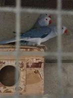 Halsbandparkiet Violet bleekstaart pop, Dieren en Toebehoren, Vogels | Parkieten en Papegaaien, Geringd