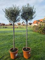 Olijfboom Olea Europaea - Op voorraad, Enlèvement, Olivier
