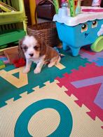 Cavalier king charles pups, Autres races, Belgique, Plusieurs, Hépatite contagieuse (maladie de Rubarth)