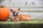 Prachtige bruin Frans Bulldog teefje, Dieren en Toebehoren, België, CDV (hondenziekte), 8 tot 15 weken, Teef