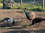 Spalding bonte haan ‘25, Dieren en Toebehoren