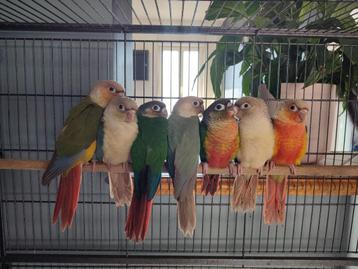Conure molinae, Enlèvement