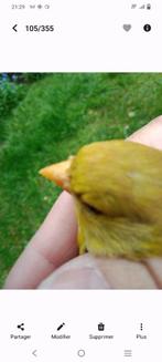 groenvink geel bek, Mannelijk, Wildzangvogel, Geringd