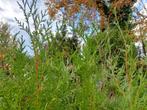 Coniferen Thuja,  hoogte 2m, zeer geschikt als haag, Tuin en Terras, Ophalen, Conifeer, Haag, 100 tot 250 cm