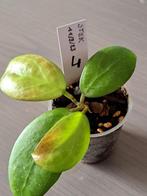 4 Hoya sunshine -mb 1594 geworteld, Huis en Inrichting, Kamerplanten, Overige soorten, Minder dan 100 cm, Halfschaduw, Bloeiende kamerplant