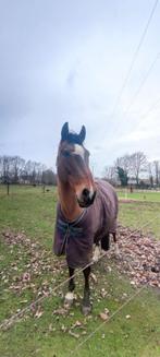 Wandelpaard te koop, Recreatiepaard, 11 jaar of ouder, Gechipt, Ruin