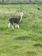 Alpaca merries
