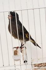 Boliviaanse Siskin x Portugese harlekijn, Dieren en Toebehoren, Vogels | Overige Vogels, Mannelijk, Wildzangvogel, Geringd