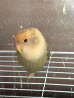 Dwergpapegaai roseixolli, Dieren en Toebehoren, Vogels | Parkieten en Papegaaien, Meerdere dieren, Dwergpapegaai of Agapornis