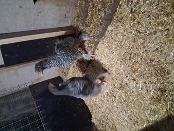 Halswas kuikens (mechelse koekkoek) beschikbaar voor biedingen