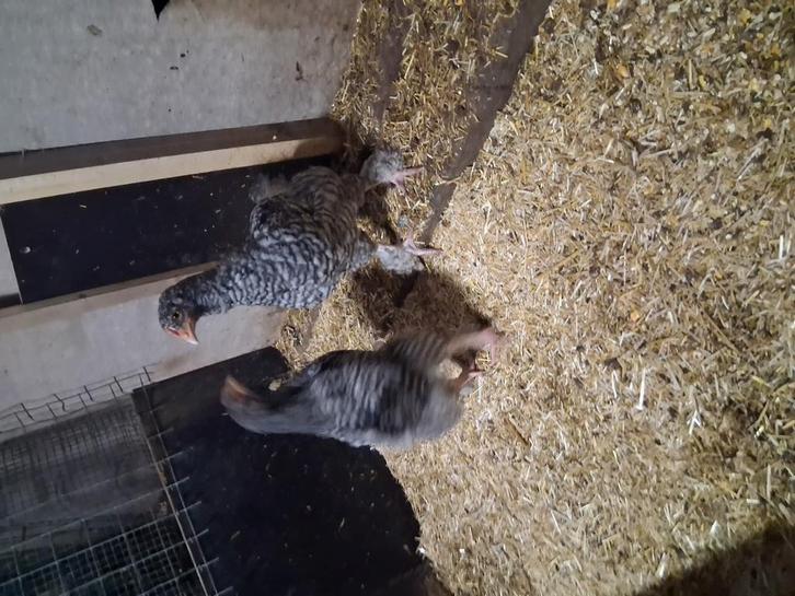 Halswas kuikens (mechelse koekkoek), Dieren en Toebehoren, Pluimvee, Kip, Geslacht onbekend