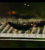 Black devil caridina garnalen