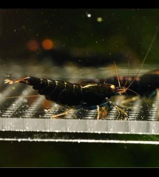 Black devil caridina garnalen, Dieren en Toebehoren, Vissen | Aquariumvissen