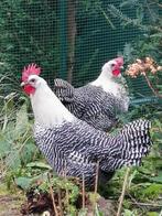 Duo en trio zilverbrakels, Dieren en Toebehoren, Pluimvee