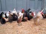 Chabo en hollandse kriel kipjes . Ruime keuze, Dieren en Toebehoren, Pluimvee, Meerdere dieren, Kip