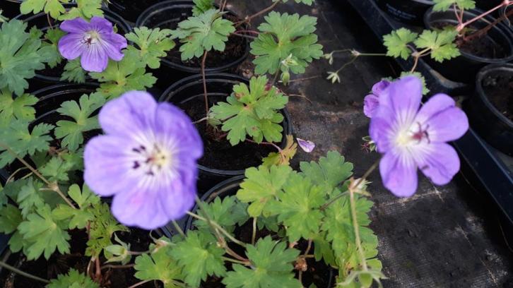 Gerarium Rozanne ( Ooievaarsbek), Tuin en Terras, Planten | Tuinplanten, Vaste plant, Bodembedekkers, Halfschaduw, Zomer, Ophalen